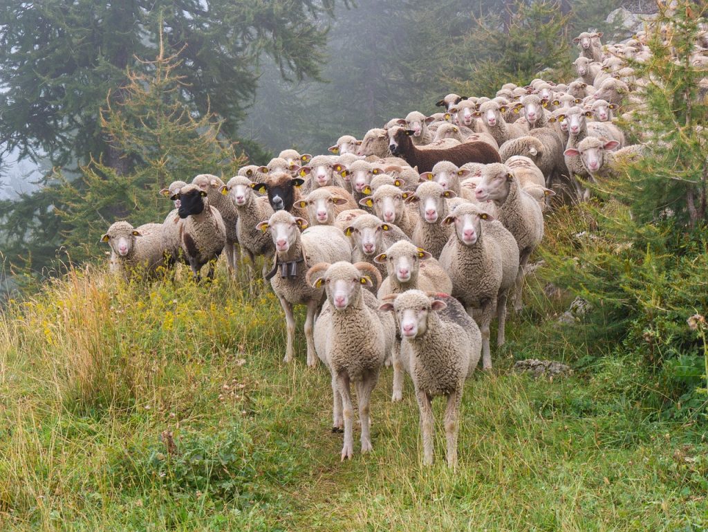 sheep, nature, flock of sheep, herd, farm animals, animals