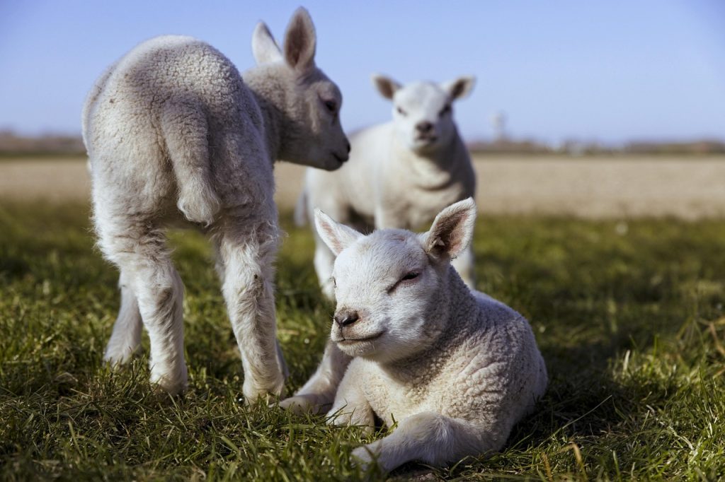 lambs, sheep, lamb, cattle, animals, wool, herd, countryside, meadow, grassland, nature, spring, lambs, sheep, sheep, sheep, sheep, sheep, lamb, lamb, lamb, lamb, spring