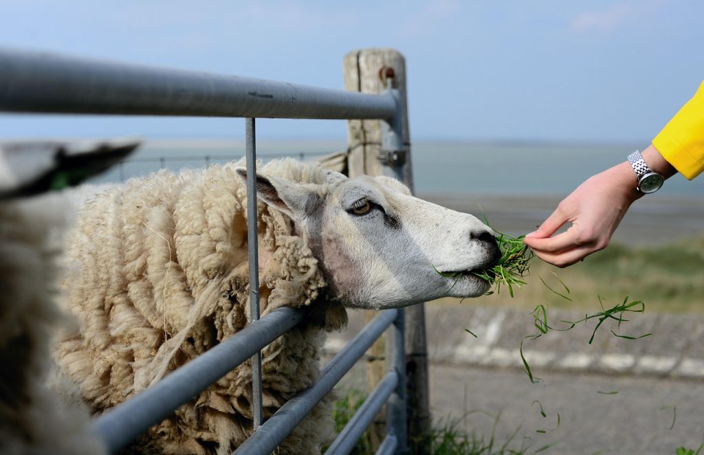 sheep, texel, holland, texel sheep, nature, animal, pasture, agriculture, dike, wool, wildlife, farm animals