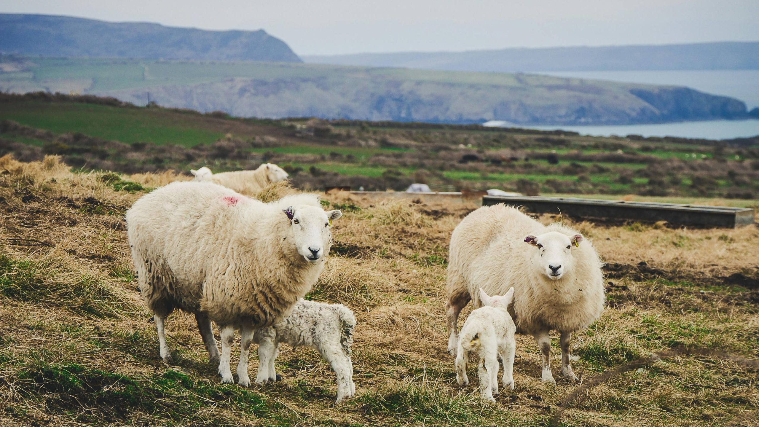 Shepherd Script Books, Publications, & Scripts - Shepherd to Shepherd