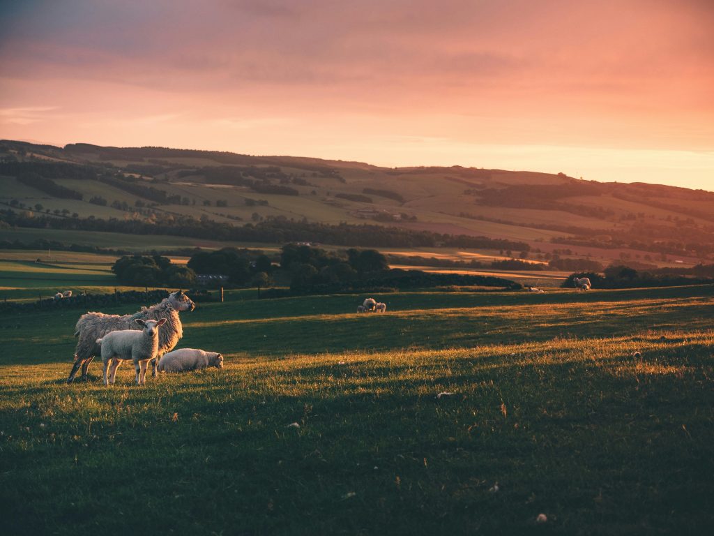 A picturesque rural landscape featuring sheep grazing in a sunlit pasture at sunset.