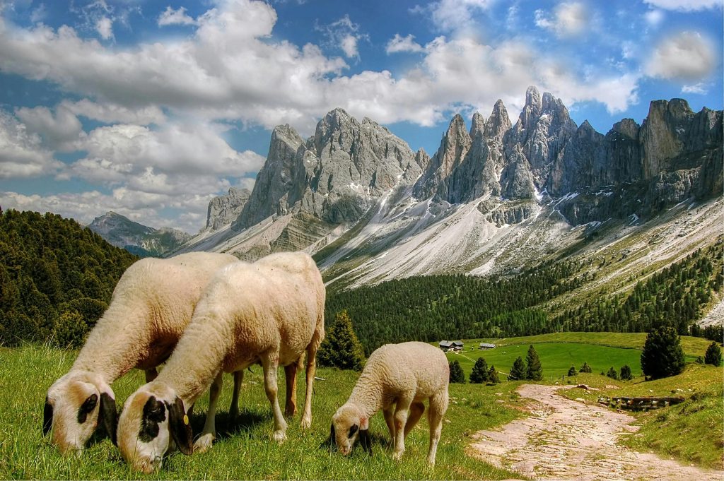 Sheep grazing peacefully in a lush valley against majestic mountain backdrop under a clear sky.