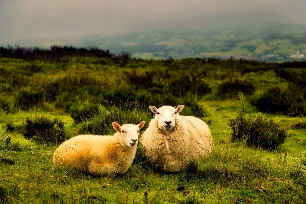 A serene countryside view with sheep grazing in a lush green field under an overcast sky.