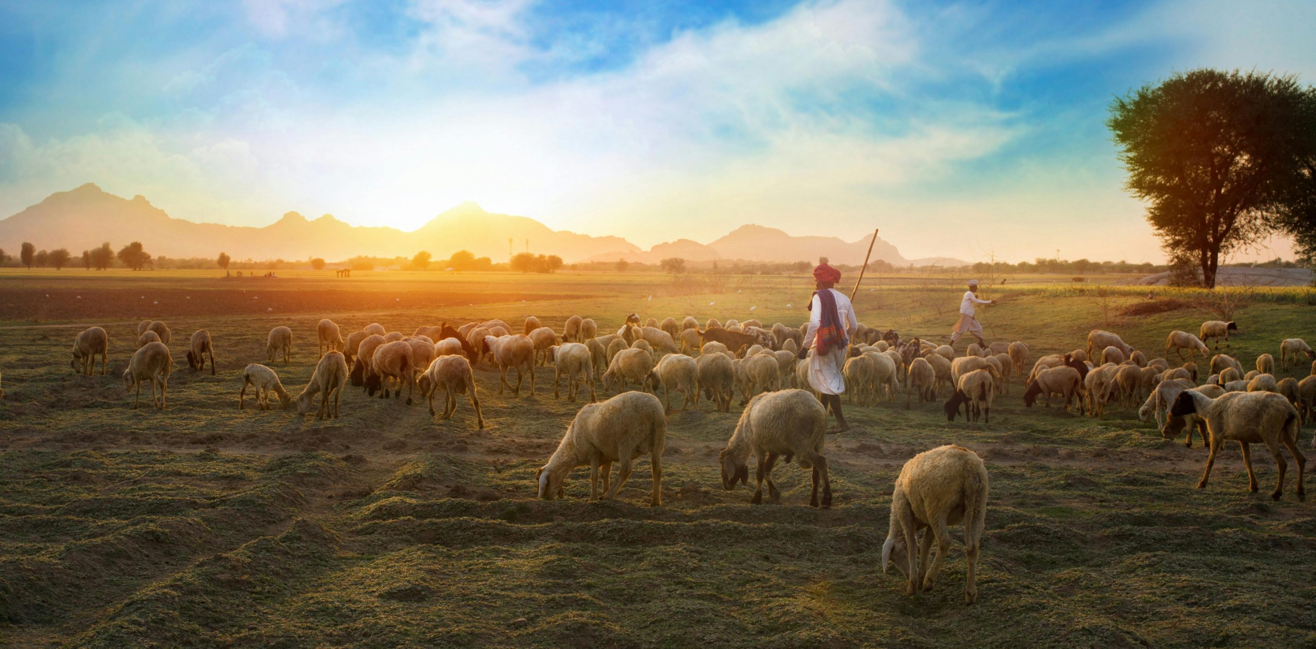 A shepherd guides a flock of sheep in a Rajasthani pasture at sunrise.