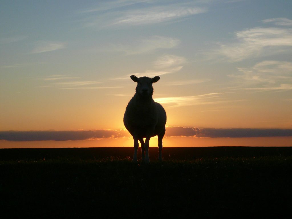A solitary sheep silhouetted against a vivid sunset sky, capturing nature's serene beauty.